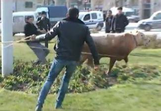 Разбушевавшийся в центре Баку бык пойман, а его владелец оштрафован