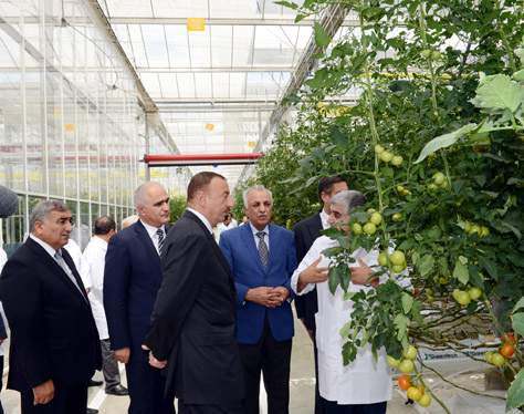 Президент Азербайджана Ильхам Алиев ознакомился в поселке Бина с современным тепличным комплексом Общества с ограниченной ответственностью Green Tech Группы компаний "Азерсун Холдинг"