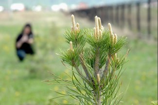 В первом полугодии текущего года проведена посадка леса на площади 102 гектара