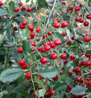 Сезон сбора вишни — в разгаре