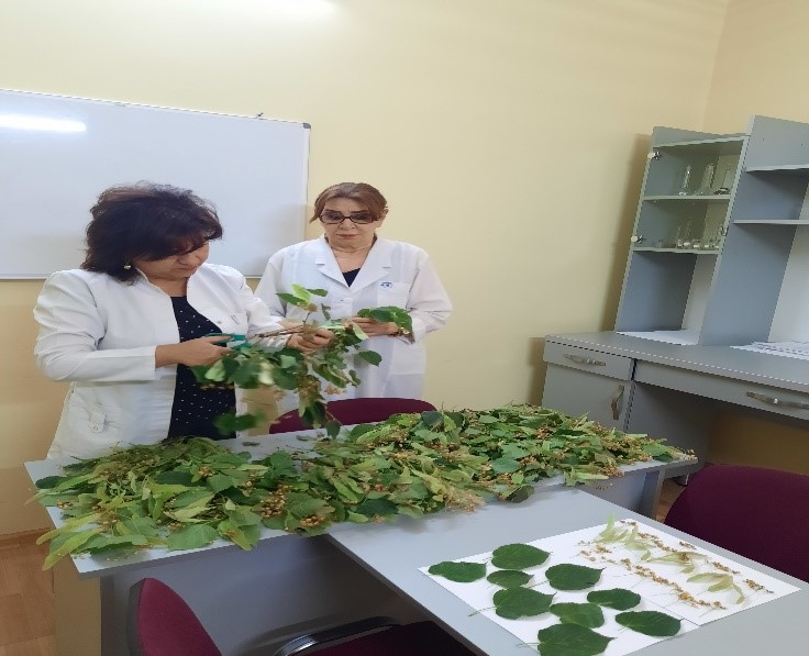 Рекомендовано культивировать