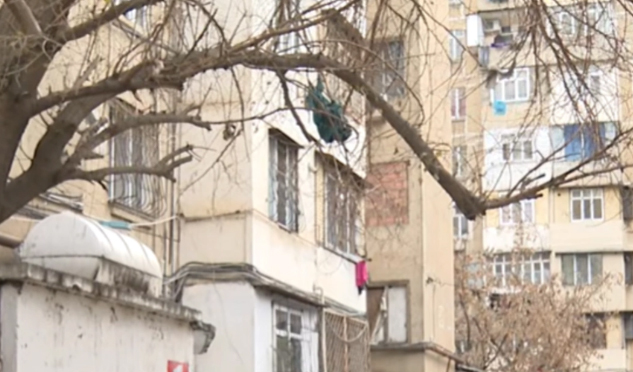 Ни спилить, ни обрезать: жильцы бьют тревогу, но чиновники молчат