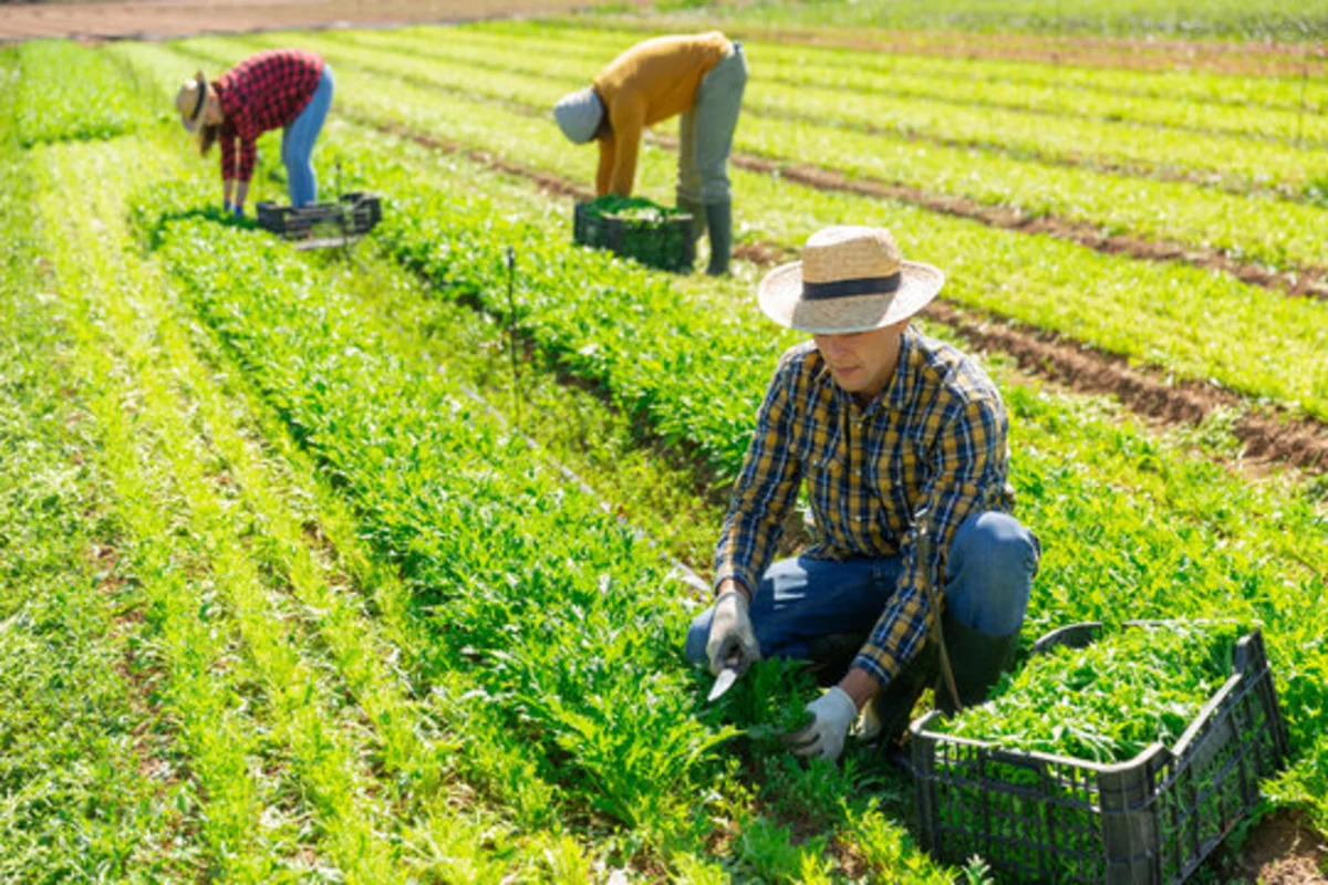 Администрация Белого дома США запустила сайт OnlyFarms в поддержку сельского хозяйства